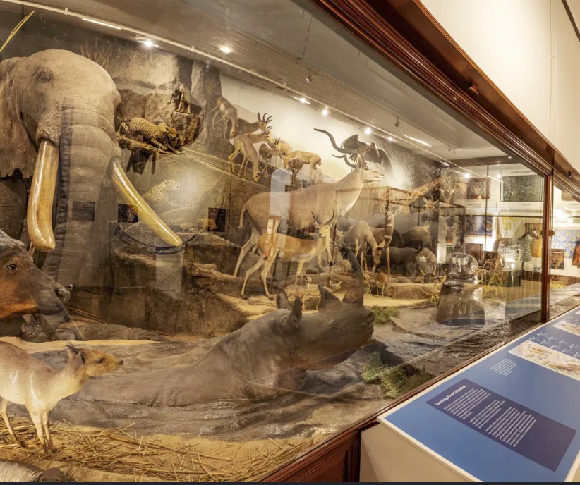 powell cotton museum
